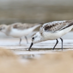 Calidris alba (Sanderling) at Mogareeka, NSW - 28 Nov 2016 by Leo