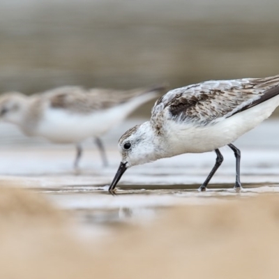 Calidris alba (Sanderling) at Mogareeka, NSW - 29 Nov 2016 by Leo