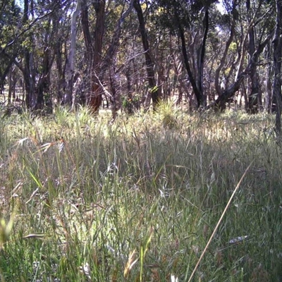 Unidentified at Mulligans Flat - 30 Nov 2016 by MulligansFlat1