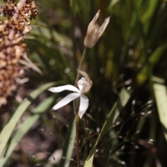 Caladenia moschata (Musky Caps) at Aranda, ACT - 5 Nov 2016 by eyal