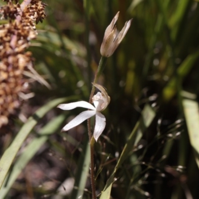 Caladenia moschata (Musky Caps) at Point 4465 - 6 Nov 2016 by eyal