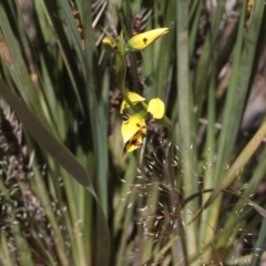 Diuris sulphurea (Tiger Orchid) at Point 4465 - 6 Nov 2016 by eyal