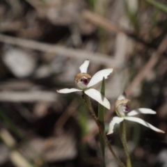 Caladenia cucullata (Lemon Caps) at Point 4465 - 6 Nov 2016 by eyal