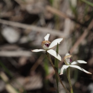 Caladenia cucullata at Point 4465 - 6 Nov 2016