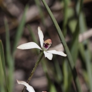 Caladenia cucullata at Point 4465 - 6 Nov 2016