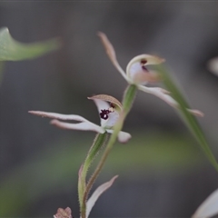 Caladenia cucullata at Point 4465 - 6 Nov 2016