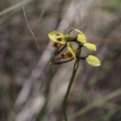 Diuris sulphurea (Tiger Orchid) at Black Mountain - 5 Nov 2016 by eyal