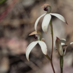 Caladenia cucullata (Lemon Caps) at Molonglo Valley, ACT - 5 Nov 2016 by eyal