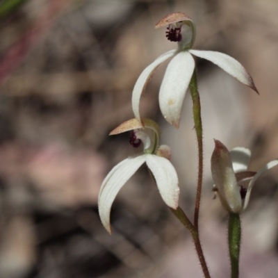 Caladenia cucullata (Lemon Caps) at Black Mountain - 5 Nov 2016 by eyal