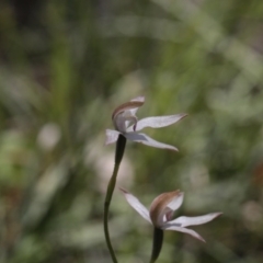 Caladenia moschata (Musky Caps) at Molonglo Valley, ACT - 5 Nov 2016 by eyal