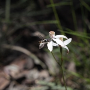 Caladenia moschata at Point 4761 - 6 Nov 2016