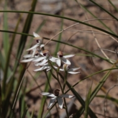 Caladenia cucullata (Lemon Caps) at Black Mountain - 5 Nov 2016 by eyal