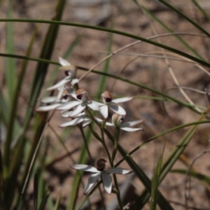 Caladenia cucullata at Point 4761 - 6 Nov 2016