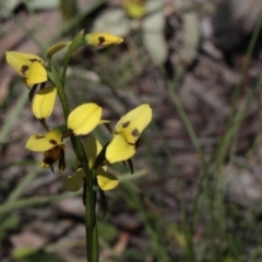 Diuris sulphurea (Tiger Orchid) at Molonglo Valley, ACT - 5 Nov 2016 by eyal