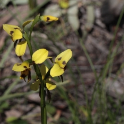 Diuris sulphurea (Tiger Orchid) at Black Mountain - 5 Nov 2016 by eyal