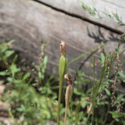 Pterostylis nutans (Nodding Greenhood) at Molonglo Valley, ACT - 5 Nov 2016 by eyal