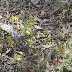 Pterostylis nutans at Point 5204 - 6 Nov 2016