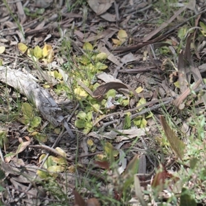 Pterostylis nutans at Point 5204 - 6 Nov 2016