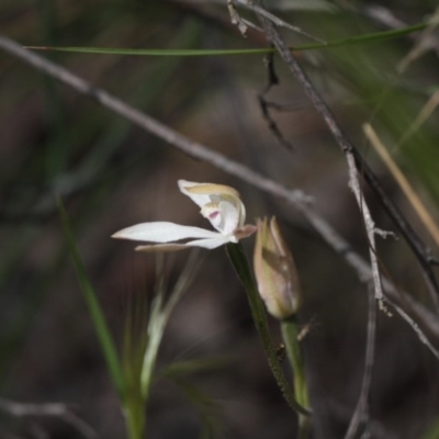 Caladenia moschata (Musky Caps) at Molonglo Valley, ACT - 5 Nov 2016 by eyal