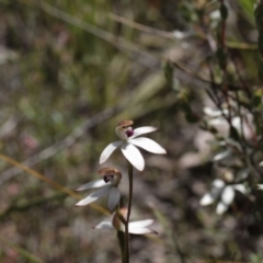 Caladenia cucullata (Lemon Caps) at Point 5204 - 6 Nov 2016 by eyal