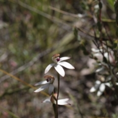 Caladenia cucullata (Lemon Caps) at Molonglo Valley, ACT - 5 Nov 2016 by eyal