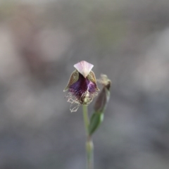 Calochilus platychilus (Purple Beard Orchid) at Black Mountain - 5 Nov 2016 by eyal