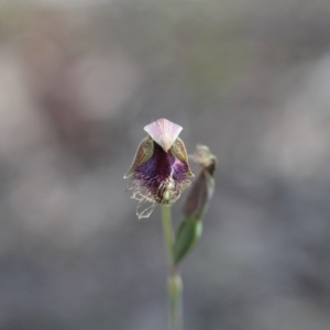 Calochilus platychilus at Canberra Central, ACT - suppressed