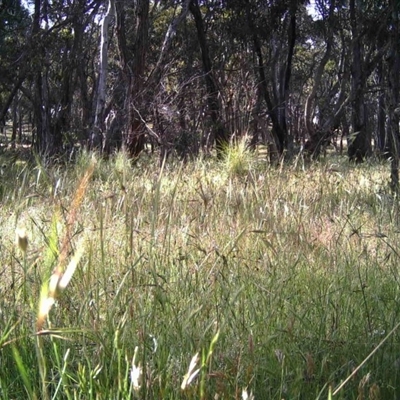 Unidentified at Mulligans Flat - 30 Nov 2016 by MulligansFlat1