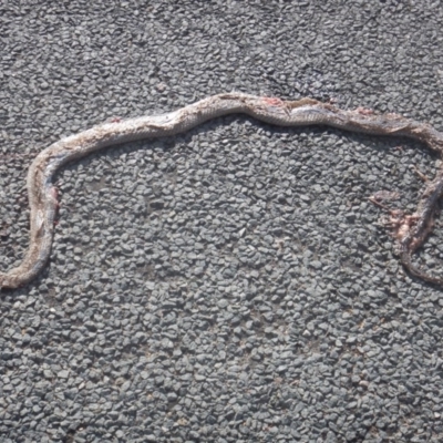 Pseudonaja textilis (Eastern Brown Snake) at Curtin, ACT - 1 Dec 2016 by MichaelMulvaney
