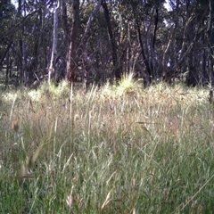 Unidentified at Mulligans Flat - 30 Nov 2016 by MulligansFlat1