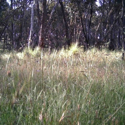 Unidentified at Mulligans Flat - 30 Nov 2016 by MulligansFlat1