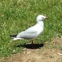 Chroicocephalus novaehollandiae (Silver Gull) at Greenway, ACT - 1 Dec 2016 by MatthewFrawley