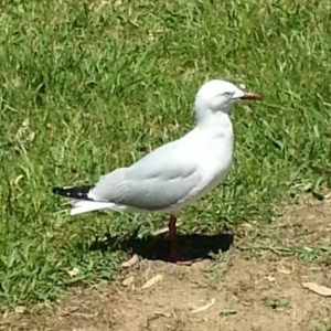 Chroicocephalus novaehollandiae at Greenway, ACT - 1 Dec 2016