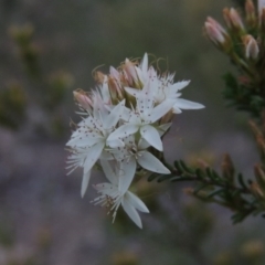 Calytrix tetragona (Common Fringe-myrtle) at Paddys River, ACT - 11 Nov 2016 by michaelb