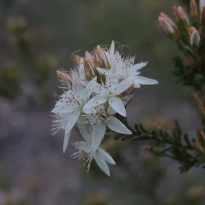 Calytrix tetragona (Common Fringe-myrtle) at Paddys River, ACT - 12 Nov 2016 by MichaelBedingfield