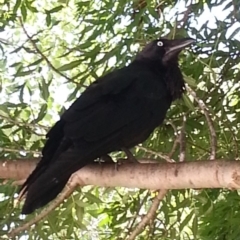 Corvus coronoides (Australian Raven) at Lake Tuggeranong - 1 Dec 2016 by MatthewFrawley