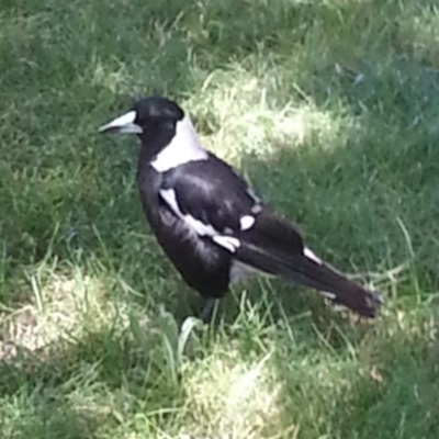 Gymnorhina tibicen (Australian Magpie) at Lake Tuggeranong - 1 Dec 2016 by MatthewFrawley