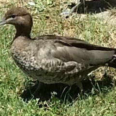 Chenonetta jubata (Australian Wood Duck) at Greenway, ACT - 1 Dec 2016 by MatthewFrawley