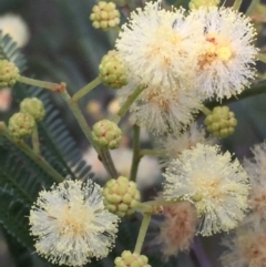 Acacia mearnsii (Black Wattle) at Jerrabomberra, NSW - 2 Dec 2016 by Wandiyali