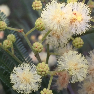 Acacia mearnsii (Black Wattle) at Jerrabomberra, NSW - 2 Dec 2016 by Wandiyali