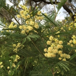 Acacia mearnsii at Jerrabomberra, NSW - 2 Dec 2016 09:34 AM