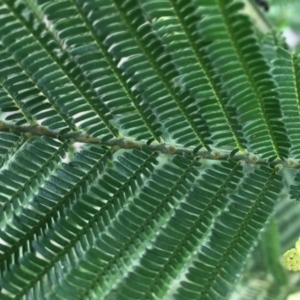 Acacia mearnsii at Jerrabomberra, NSW - 2 Dec 2016 09:34 AM