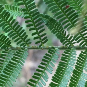 Acacia mearnsii at Jerrabomberra, NSW - 2 Dec 2016 09:34 AM