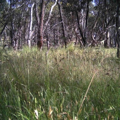 Unidentified at Mulligans Flat - 30 Nov 2016 by MulligansFlat1