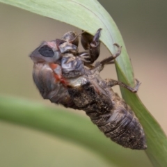 Yoyetta denisoni (Black Firetail Cicada) at Black Mountain - 1 Dec 2016 by JudithRoach