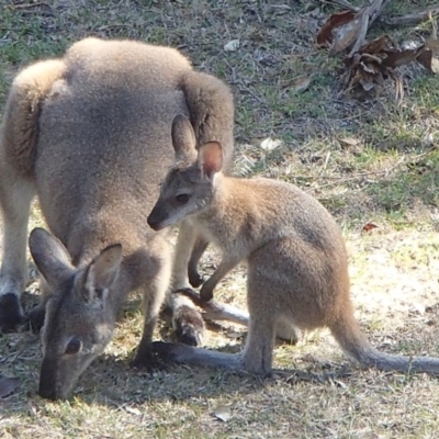 Notamacropus rufogriseus (Red-necked Wallaby) at Four Winds Bioblitz Reference Sites - 1 Dec 2016 by narelle