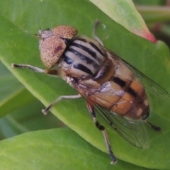 Eristalinus punctulatus (Golden Native Drone Fly) at Conder, ACT - 19 Nov 2016 by MichaelBedingfield