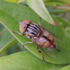 Eristalinus punctulatus at Conder, ACT - 19 Nov 2016 07:41 AM