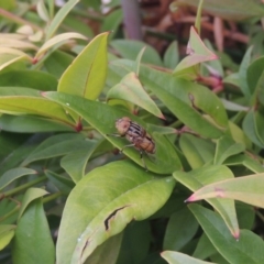 Eristalinus punctulatus at Conder, ACT - 19 Nov 2016 07:41 AM