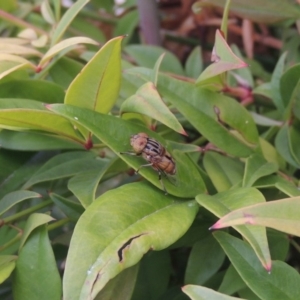 Eristalinus punctulatus at Conder, ACT - 19 Nov 2016 07:41 AM